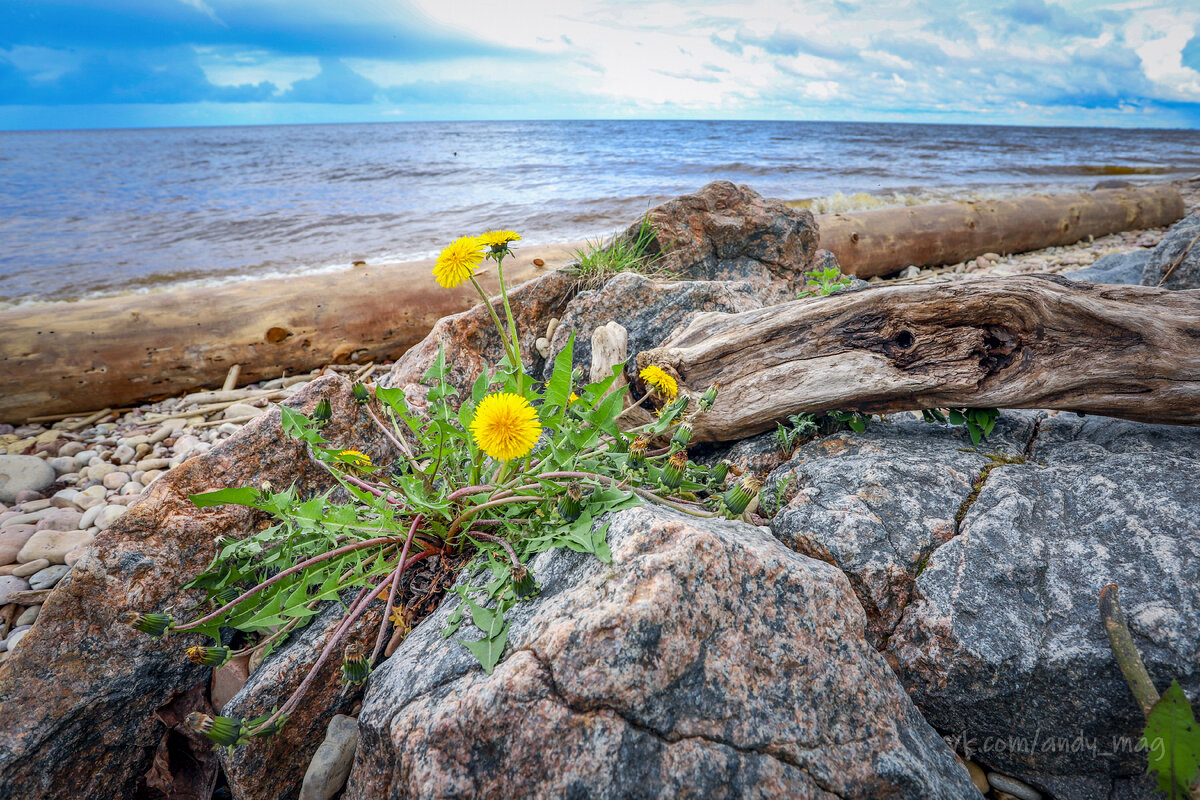 И на камнях растут цветы...