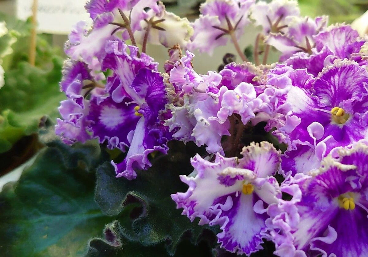 Золушкин Сон (А. Дейкун)