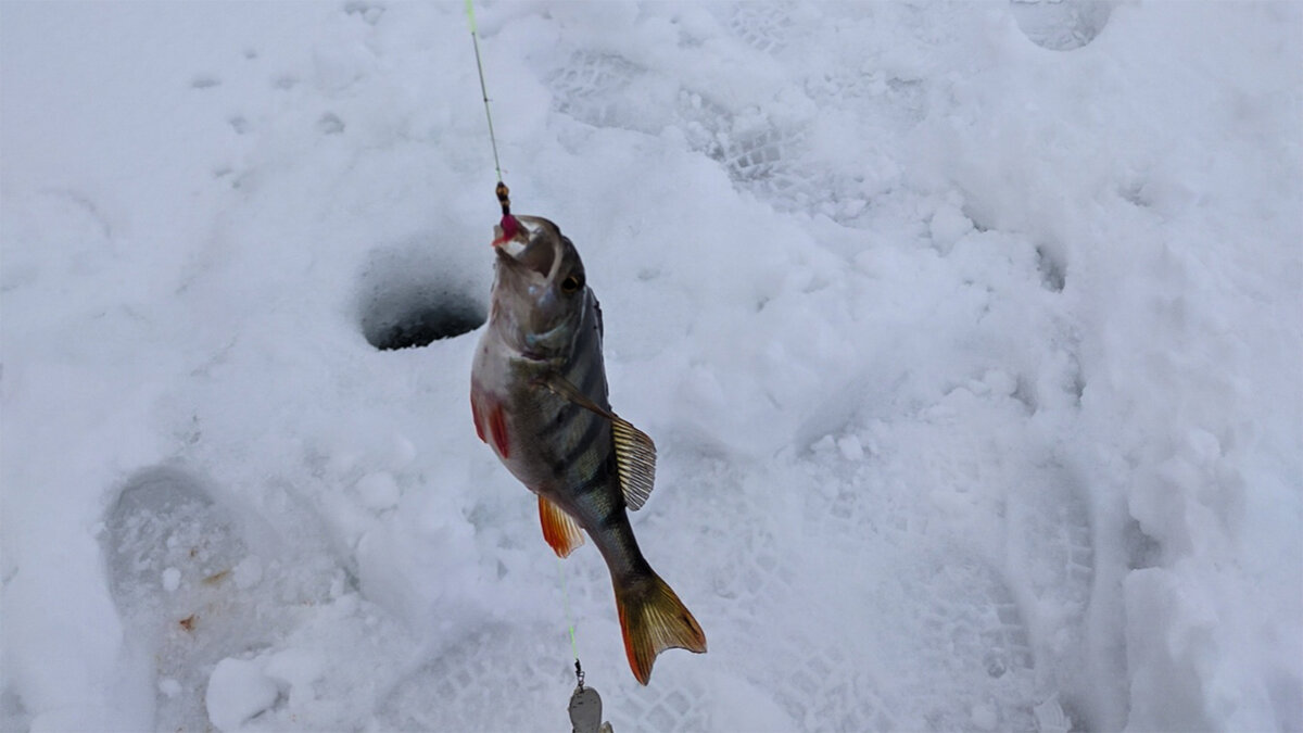 Зимой окунь хорошо реагирует на монтаж - блесна + мормышка