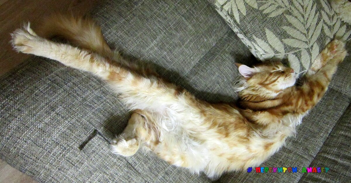 Кот Василий знает, что даже во сне можно заниматься растяжкой)