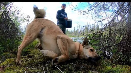 Ночевка в избе, про охоту на лося и ночевки в лесу.Поход 2 часть.