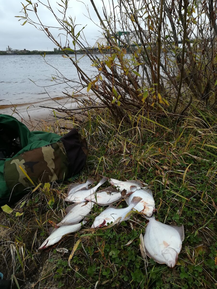 Камбала осенью: как и где ловить, Белое море, Архангельск | ДИВАННЫЙ  РЫБОЛОВ | Дзен