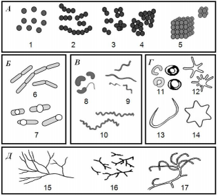 А – шаровидные: 1 – микрококки, 2 – стрептококки, 3 – диплококки и тетракокки, 4 – стафилококки, 5 – сарцины;
Б – палочковидные: 6 – палочки без спор, 7 – палочки со спорами;
В – извитые: 8 – вибрионы, 9 – спириллы, 10 – спирохеты;
Г – редкие формы: 11 – тороиды, 12 – бактерии, образующие простеки, 13 –
бактерии червеобразной формы, 14 – бактерии в форме шестиугольной звезды;
Д – актиномицеты: 15 – мицелий, 16 – актиномицеты немицелиальные, 17 – споры