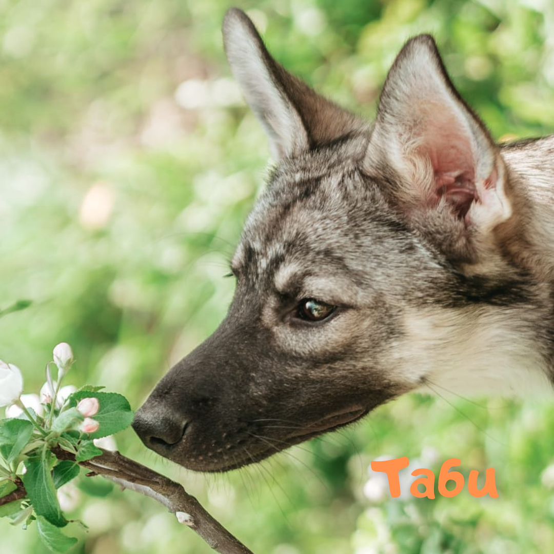 Таби, девочка, 7 месяцев