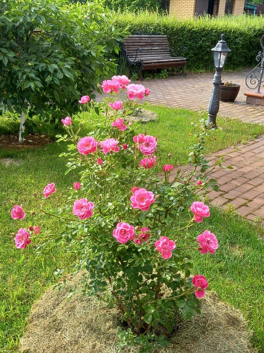 Парад самых сильных роз 🌹 | Цветочница Анюта 🌹 | Дзен