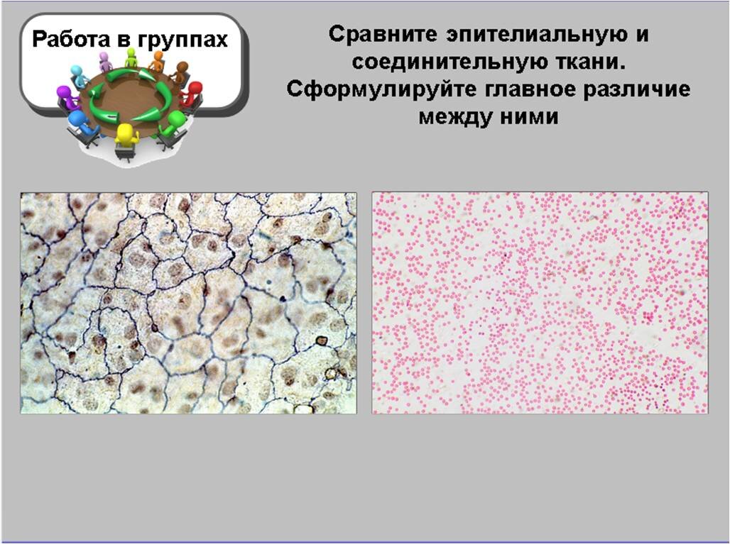 Барьерные ткани организма. Хромафинная ткань организма. Эстрогензависимые органы и ткани. Сроки обновления клеток тканей органов. Методерма образование тканей и органов.