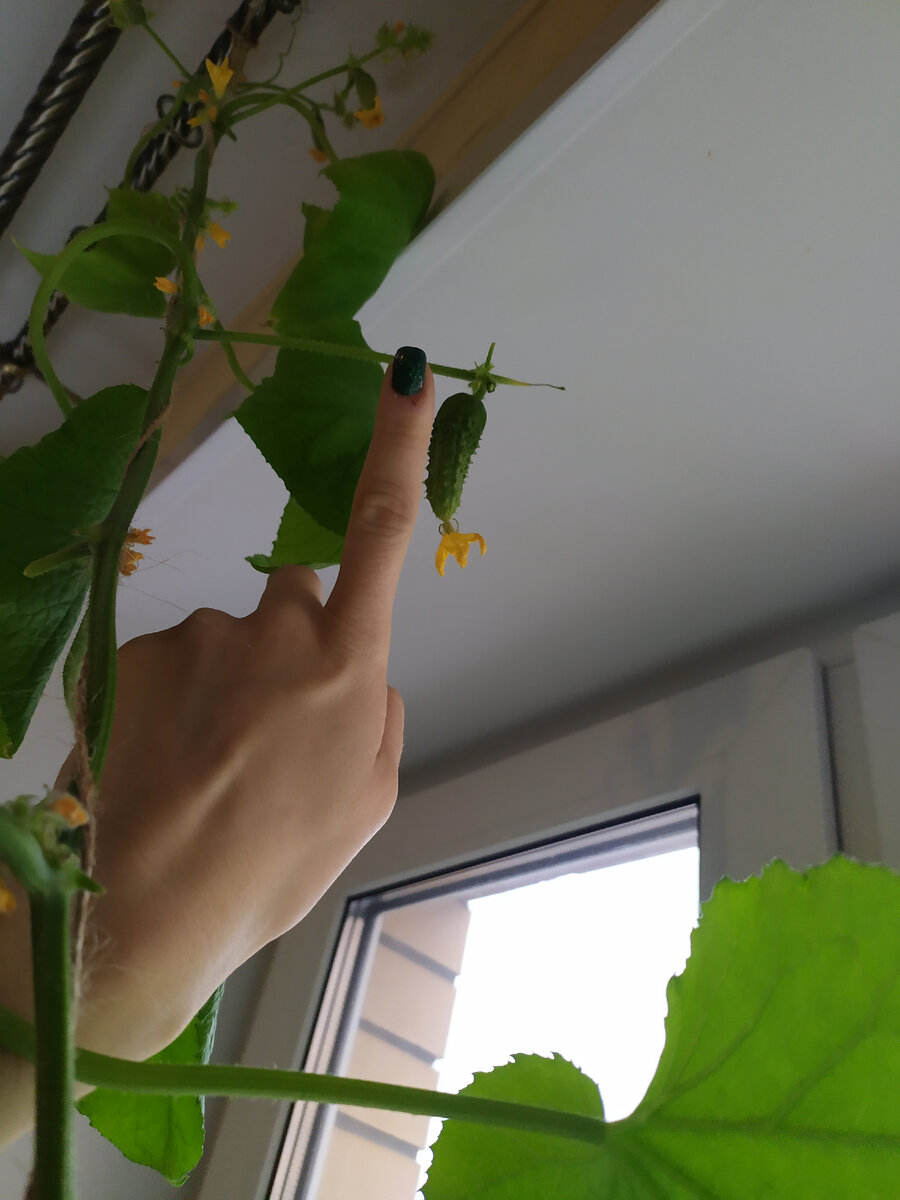 Сегодняшнее фото. Огурец Кураж F1. Плоды зреют. 