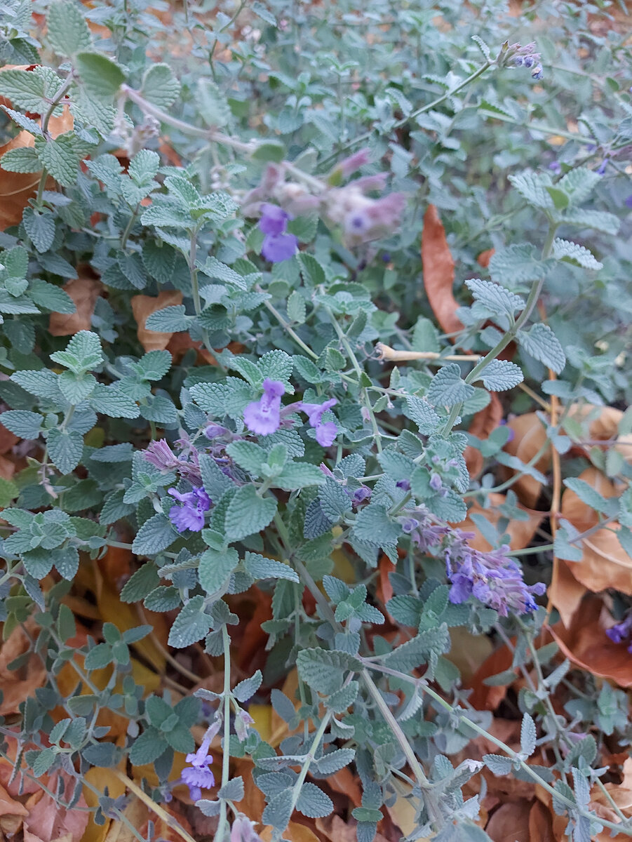 Котовник многолетний (фото автора канала)