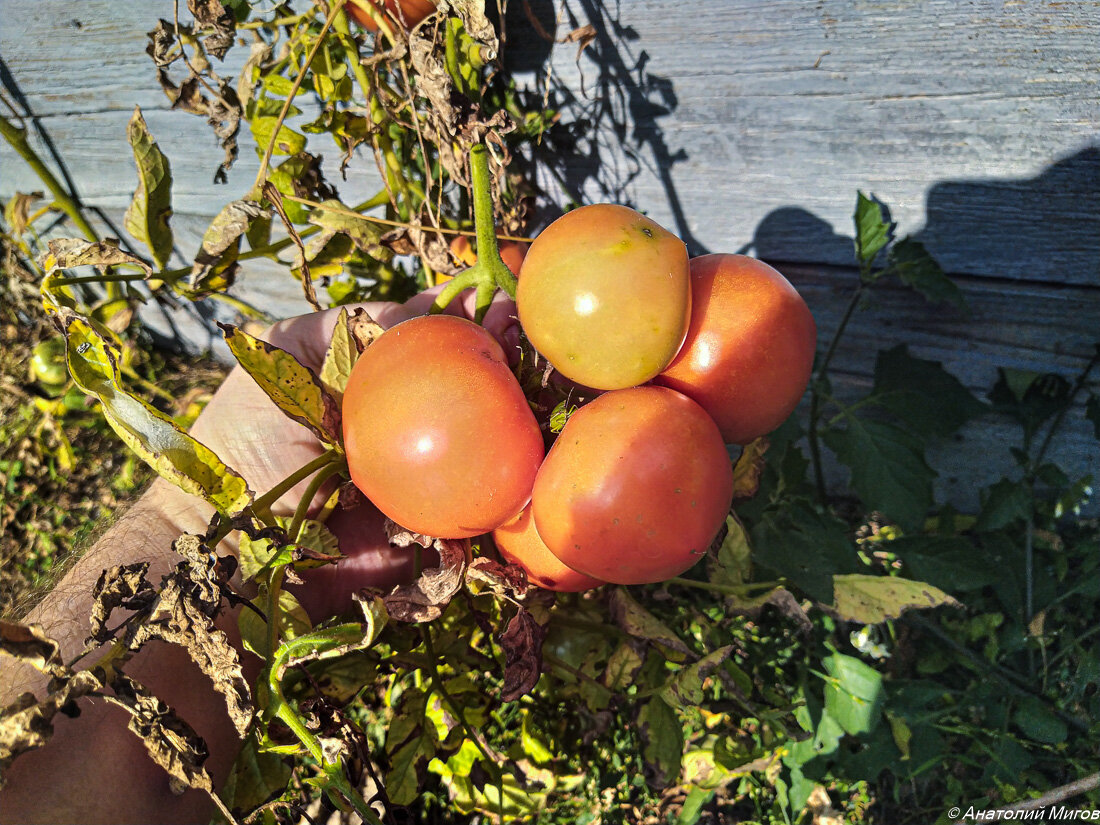 Последний летний крымский день | Дневник отчаянных пенсионеров | Дзен