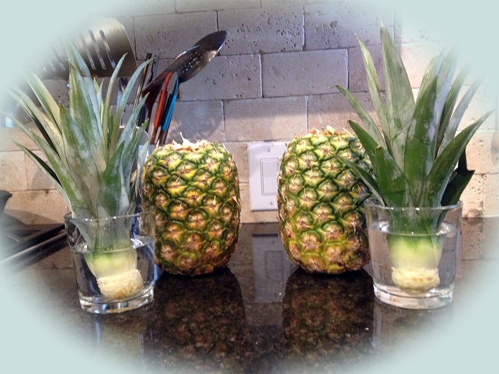Ананас — комнатное растение: как вырастить ананас в домашних условиях