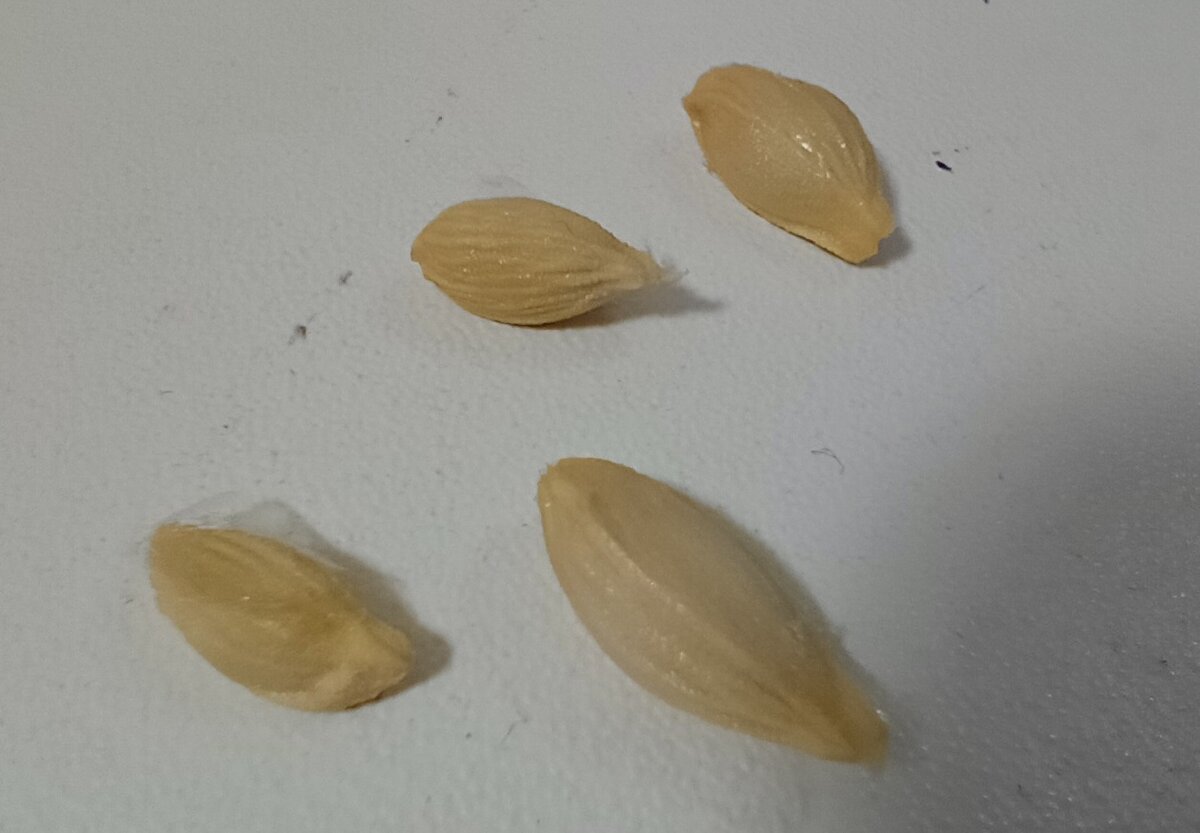 семена лимона (зерна внутри плода)