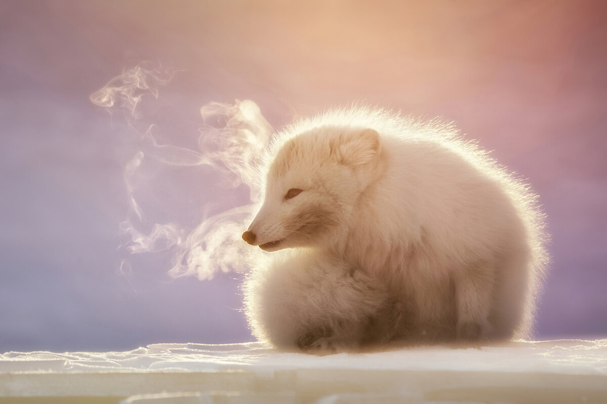 ©Marco Gaiotti, Wildlife Photographer of the Year
