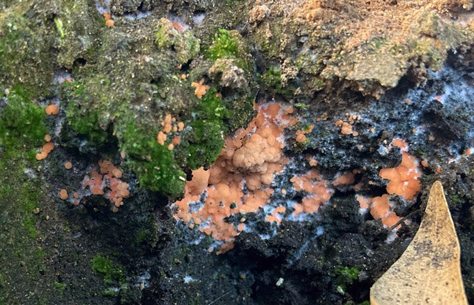 Гриб-пирофил Pyronema domesticum. Фото: Monika Fischer.