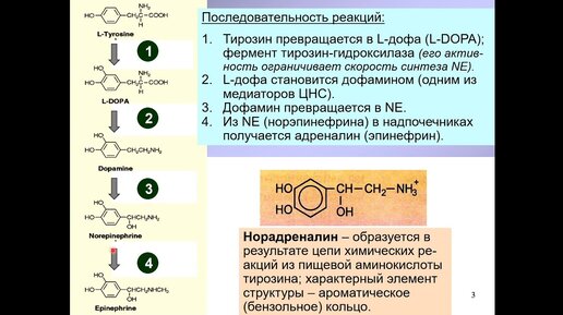 下载视频: Дубынин В. А. - Химия мозга - Норадреналин