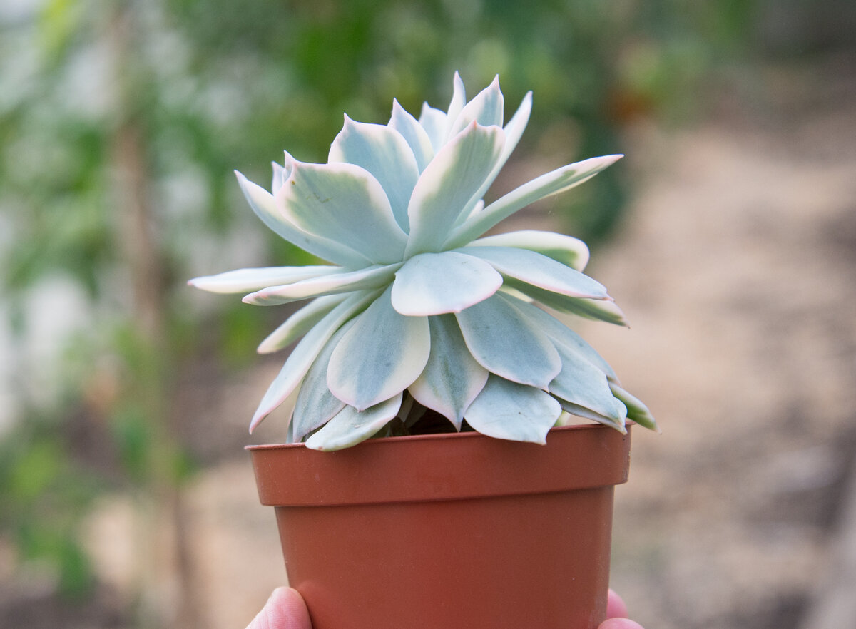 Эту только переукоренение макушки исправило Echeveria subsessilis var