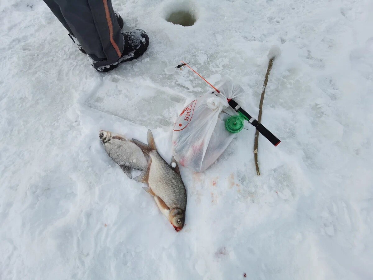 "Сами есть будете?" "Нет, котам, соседям". Третий день на реке ...