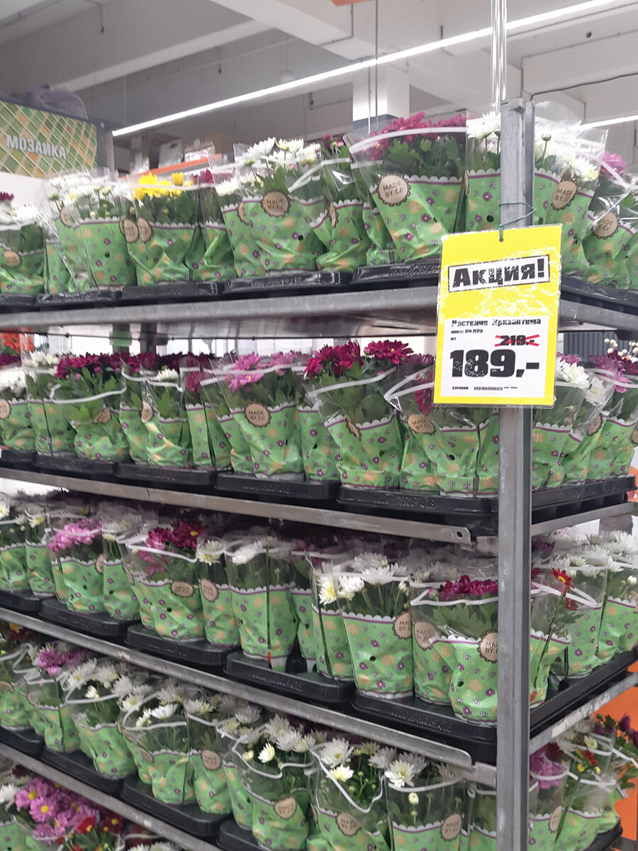 Цветы к 8 марта в ОБИ. Хризантемы