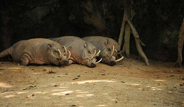 Источник: wildfauna.ru