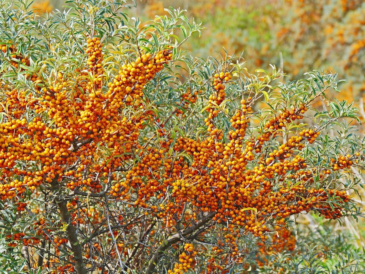 Фото: pixabay.com