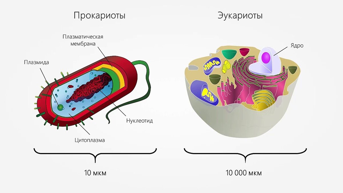 Строение прокариотической и эукариотической клеток