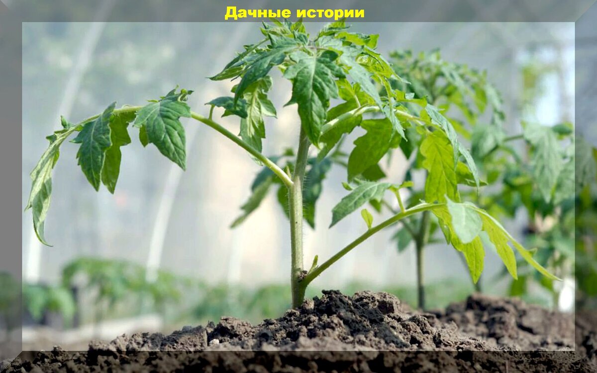 https://vk.com/photo-159774511_457252328