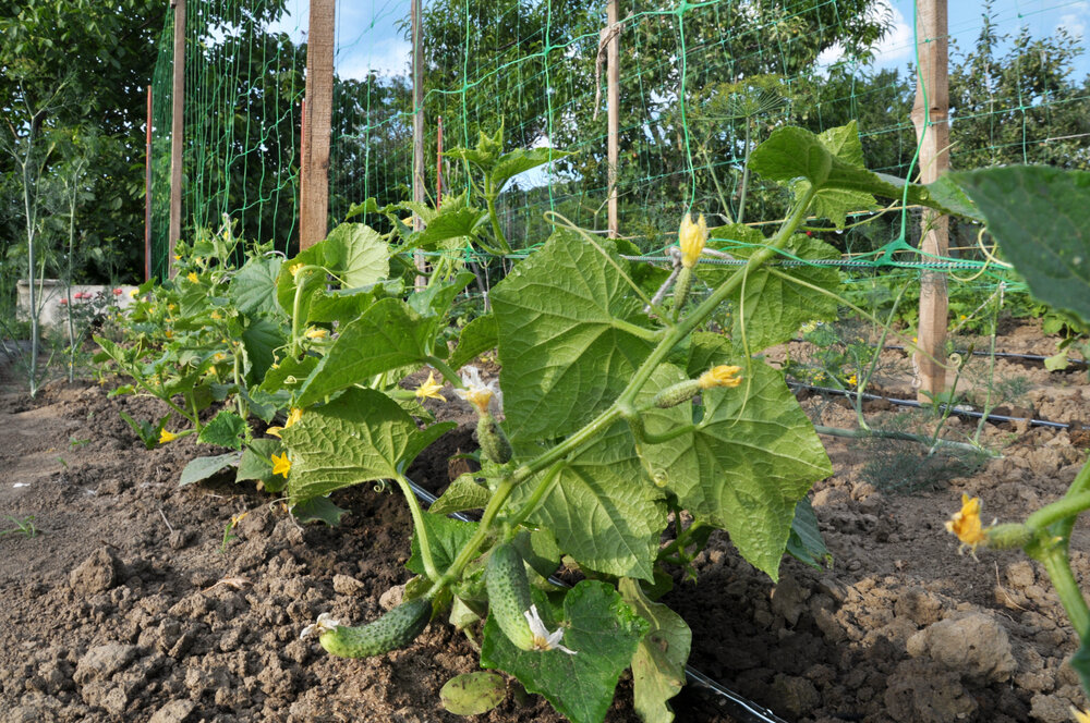 Огурцы в открытом грунте