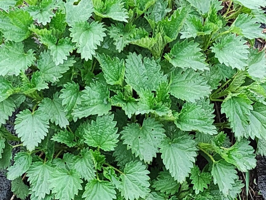 Молодая крапива