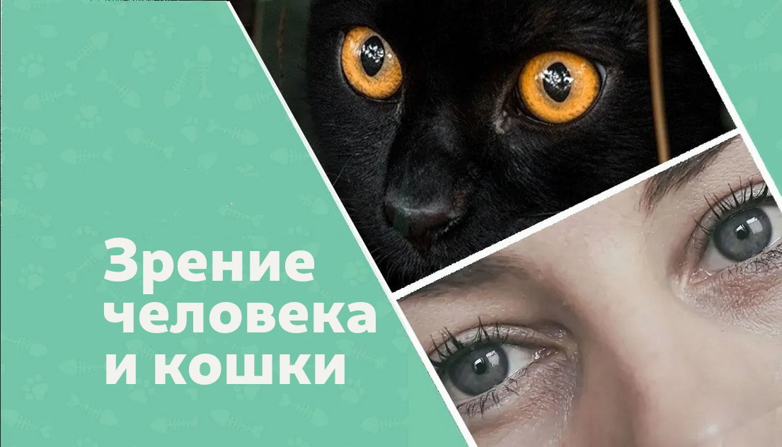 Кошачье зрение и человеческое. В чем различия? | КотоВедение | Дзен