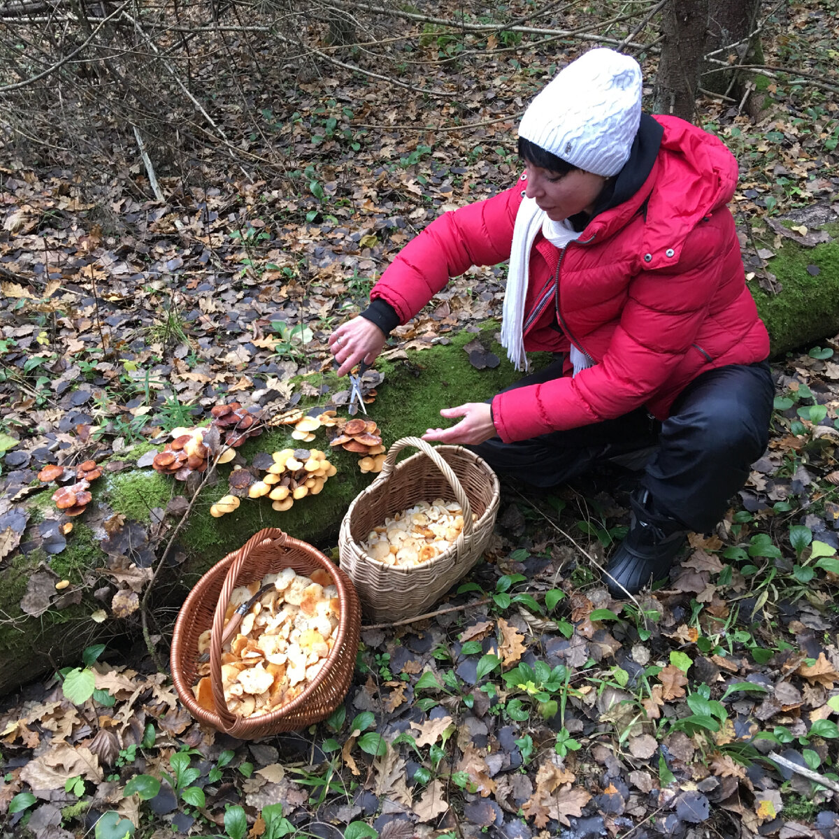Фламмулина на осине, сорт русская….