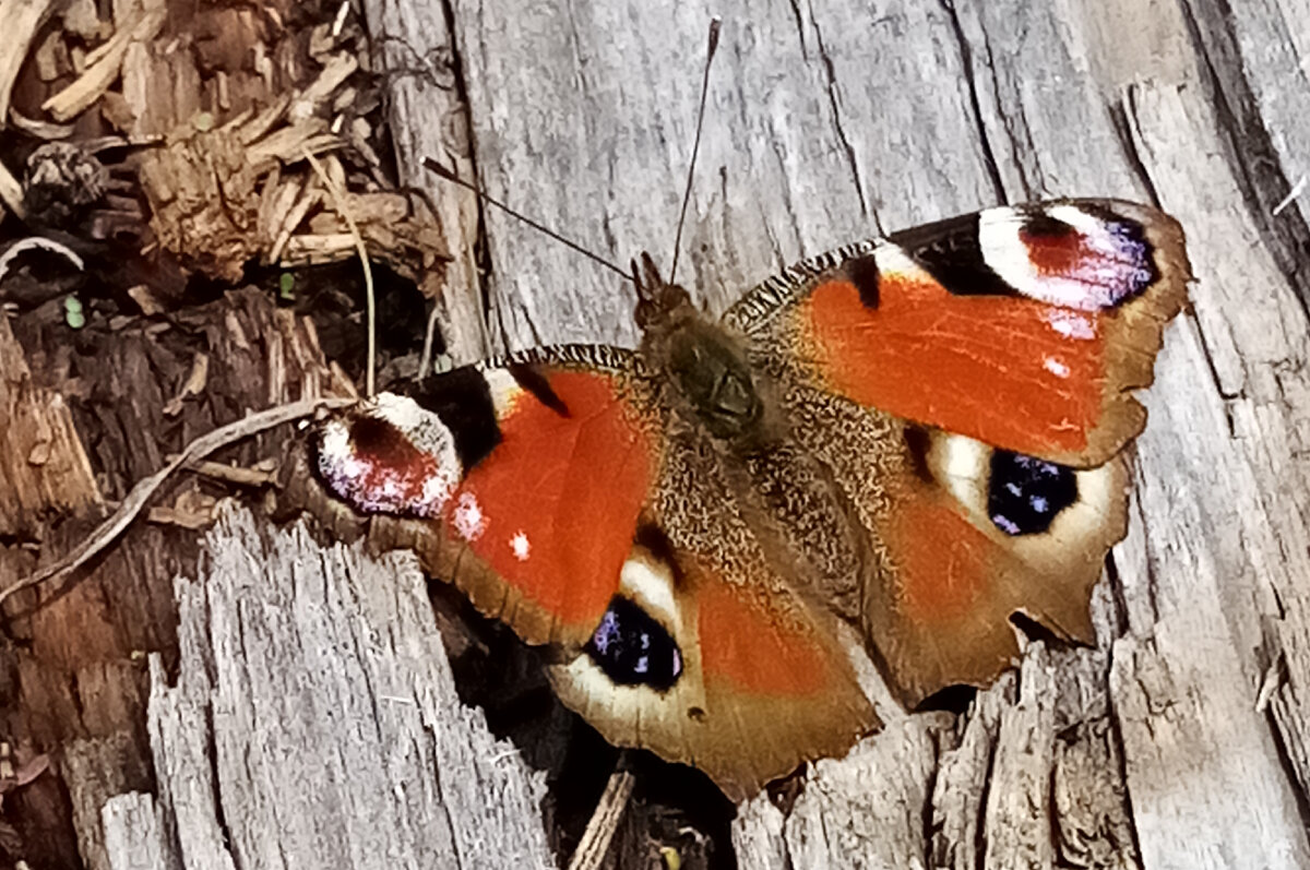 Бабочка, посиди, пожалуйста! (фото автора)