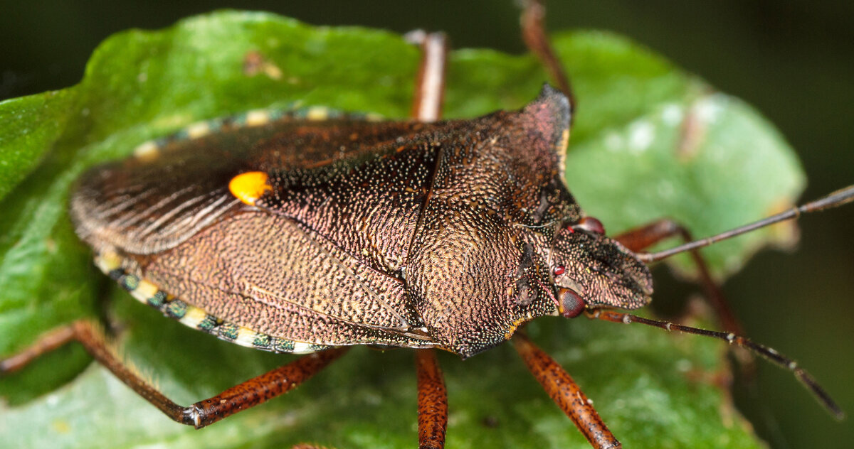 Вредная черепашка