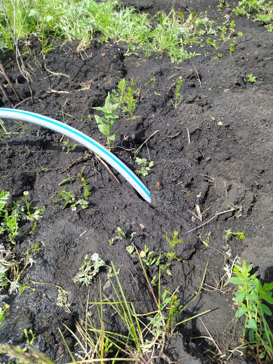 Шланг с водой в норе карбыша