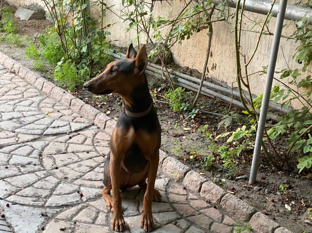 Молодой доберман