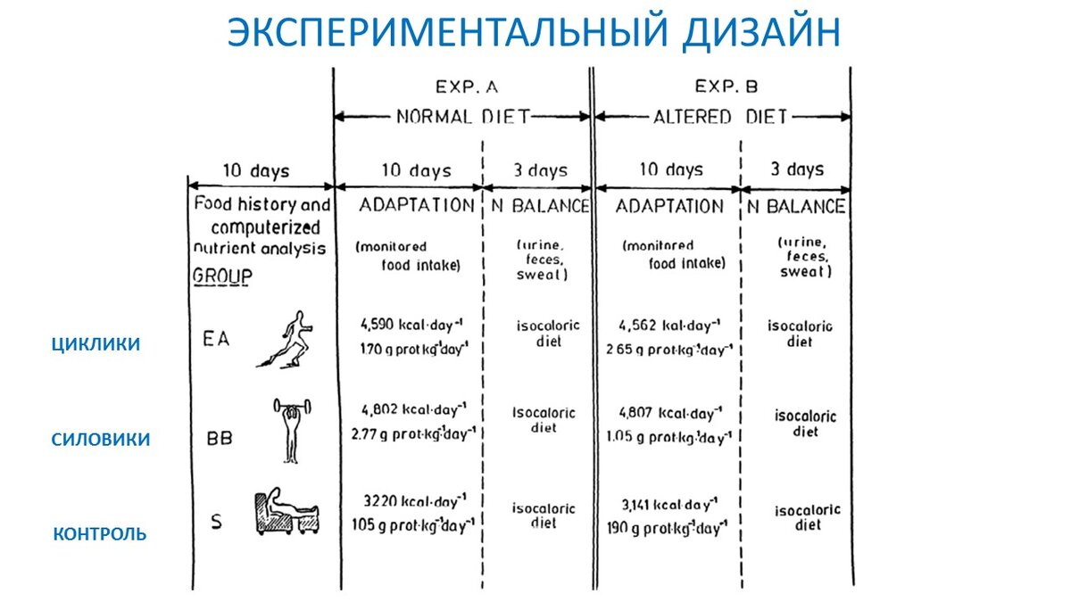 Рисунок 1. Дизайн эксперимента. Изменение диеты для трех групп.