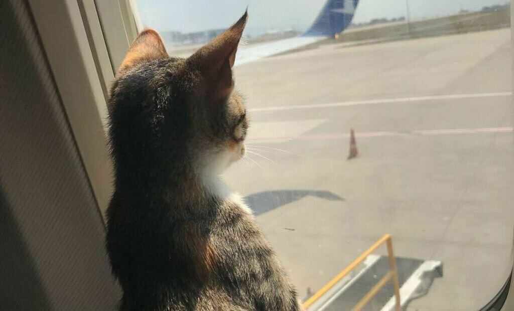 Правила перевозки кошек и собак в самолете - SUPERPET
