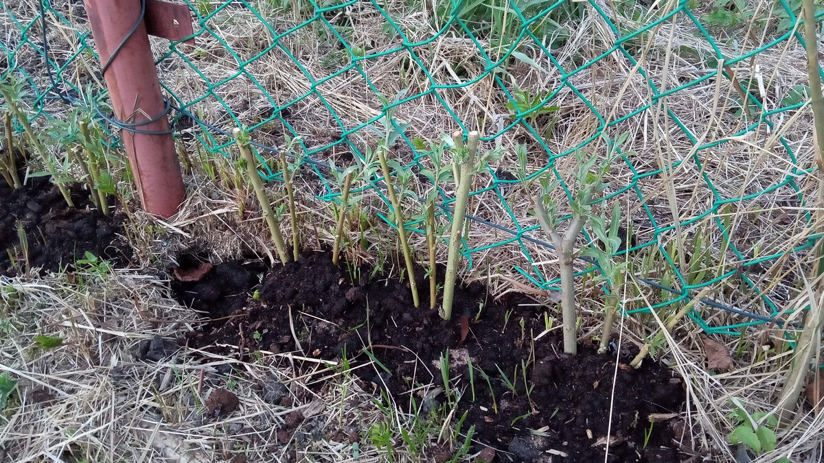 Ива "Американка". Используется для плетения корзин и прочего, а также для живых изгородей.