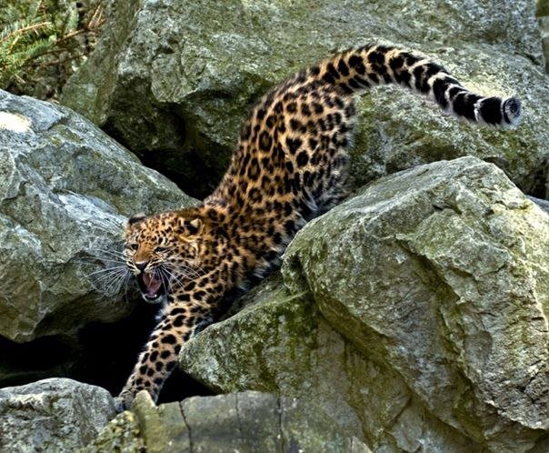 Дальневосточный леопард 🐆 