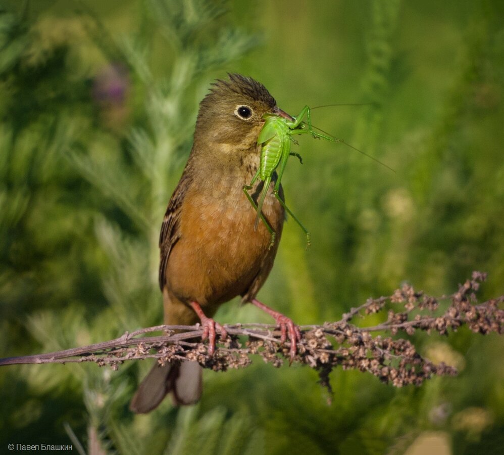 Садовая овсянка (Emberiza hortulana)