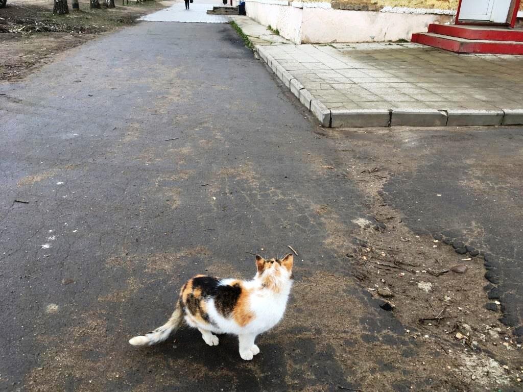 Уличный кот (кошка) высматривает своих друзей-приятелей.