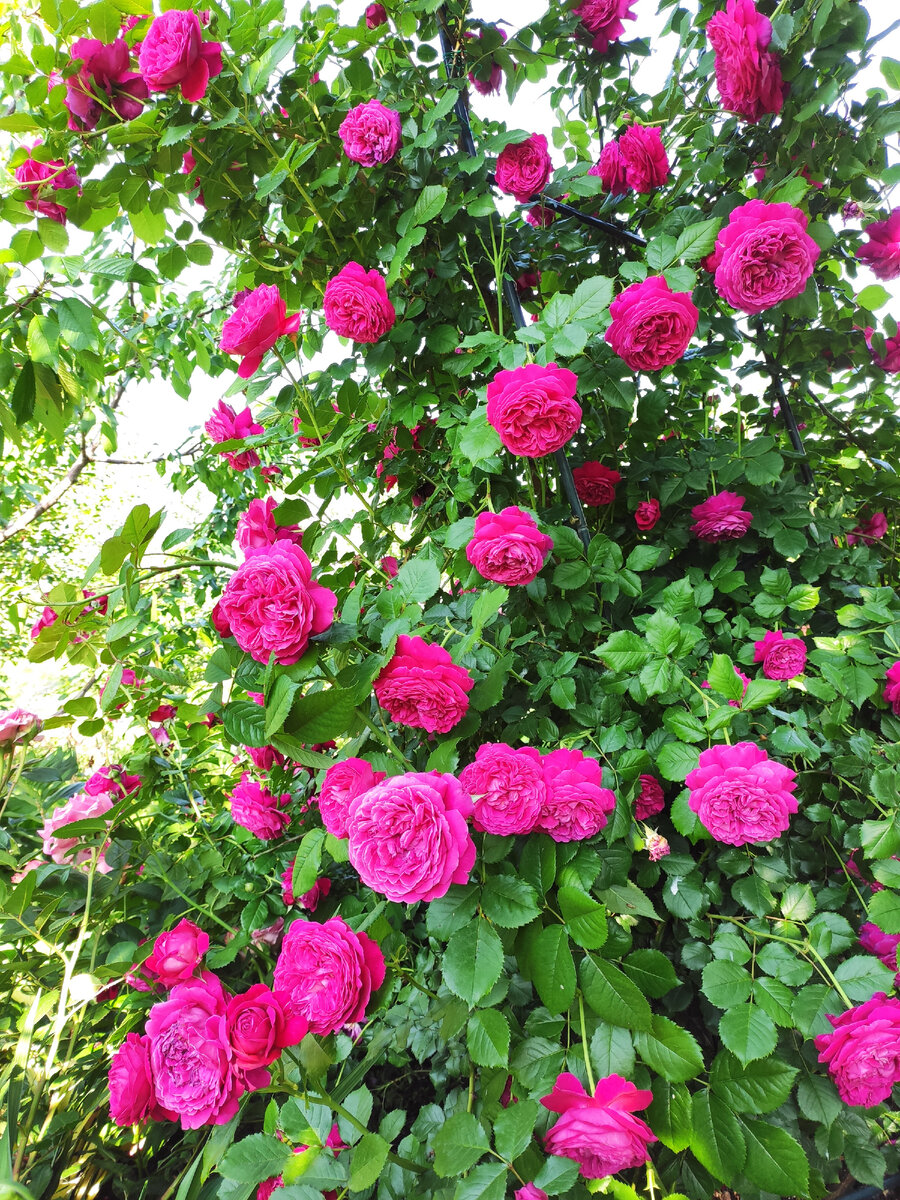 Моей розе также третье лето