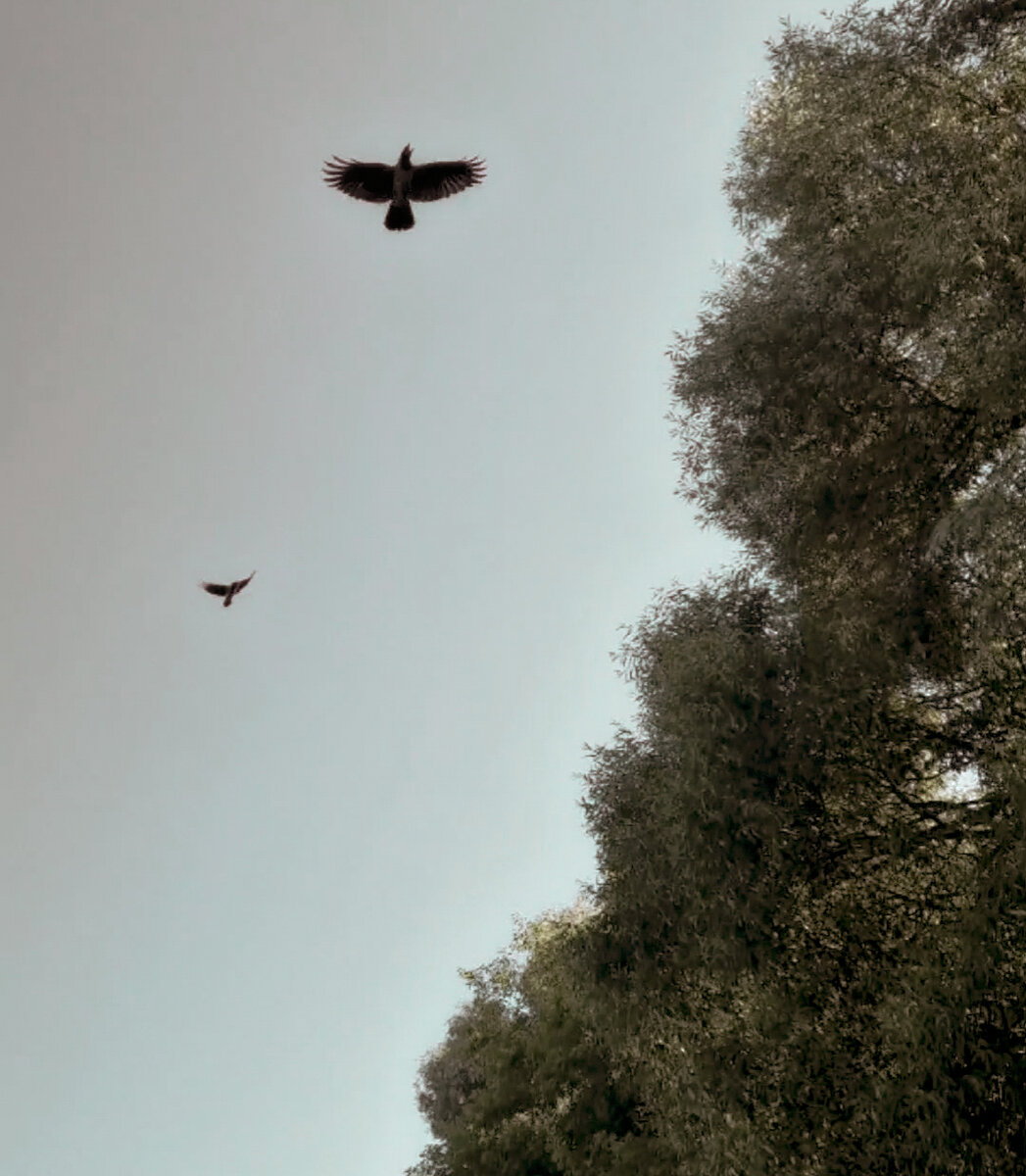 Ворон во всей своей красе. 