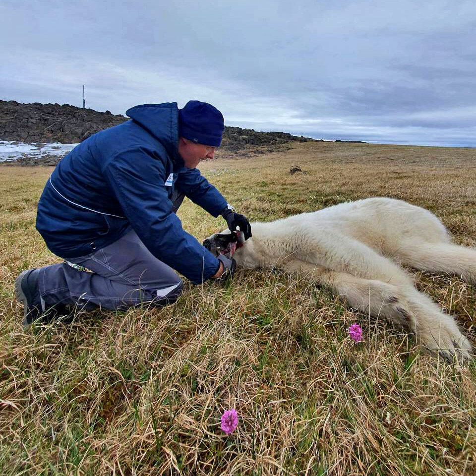     Ветеринар снимает консервную банку с языка усыпленной медведицы