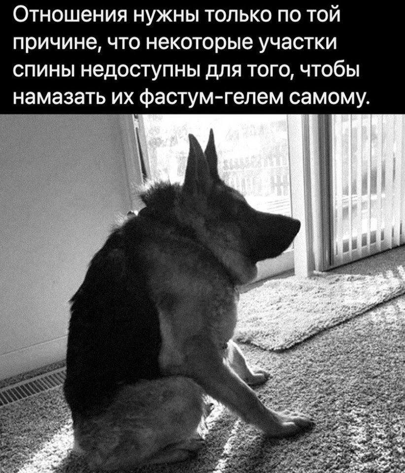 Шутки про спину. Собака сутулая прикол. Собака с укороченным позвоночником. Сутулая овчарка