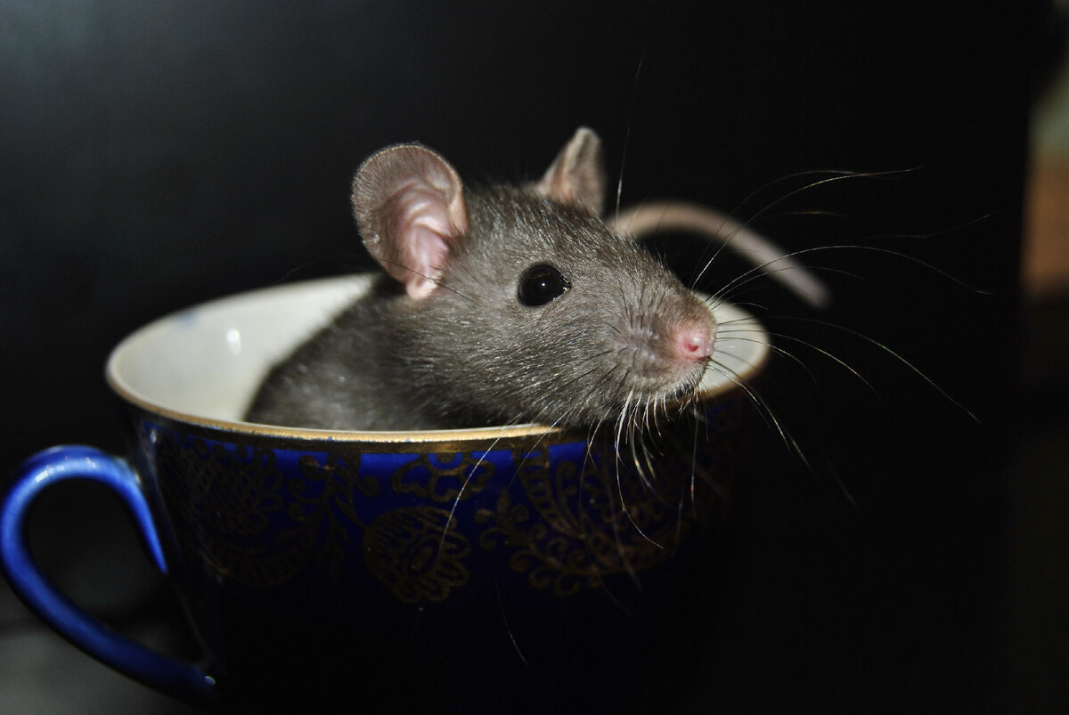 Крыса в чашке https://proprikol.ru/kartinki/kartinki-krysy-55-foto.html