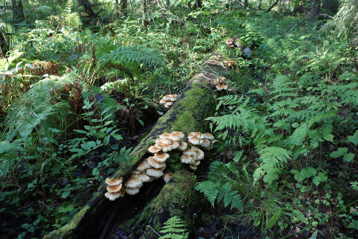 В статье все фотографии автора →