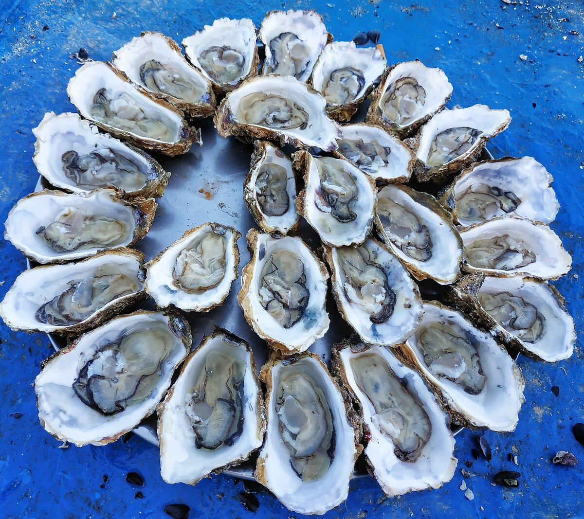Устрицы на голубом