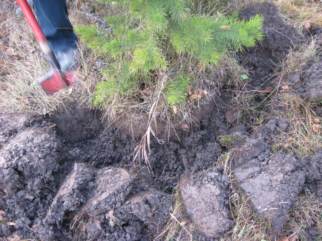 Правильное выкапывание ели, в месте с земляным комом.
