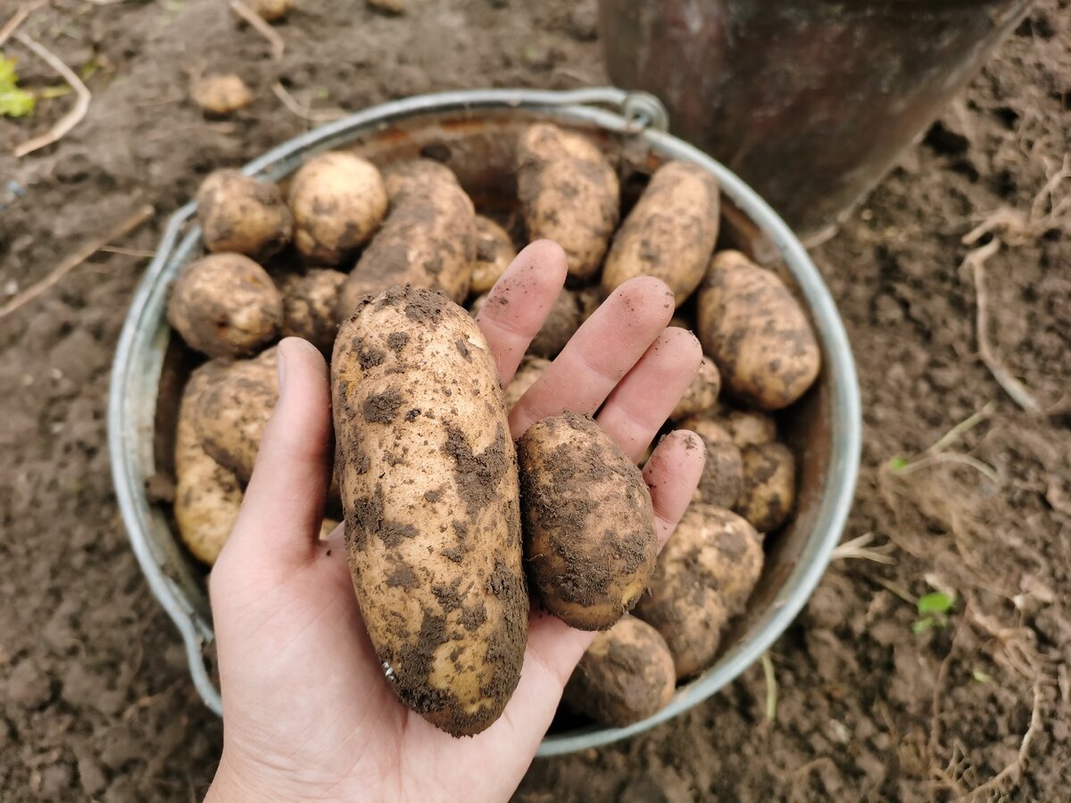 Выкапывание картошки