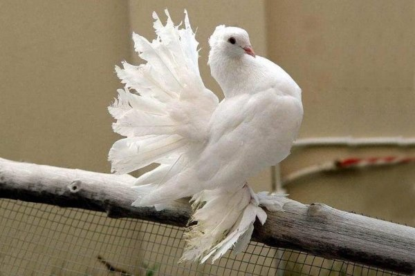 Порода голубей Павлины (71 фото)