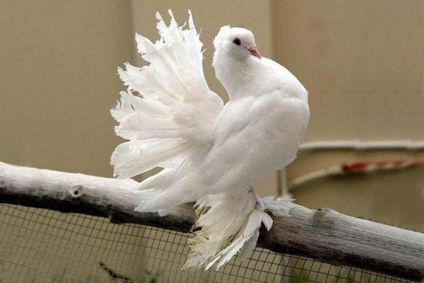 Beautiful Pigeon Breeds from Around the World